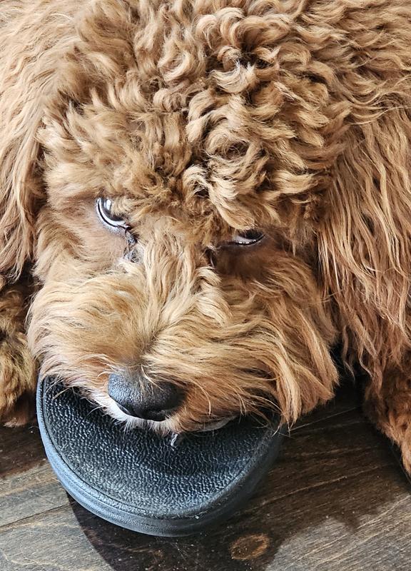 Ripple is tge best boy, and his ears are tangled free.