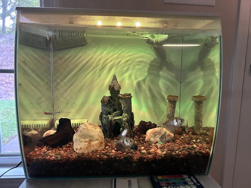 5 Black Skirt Tetra, 2 Rummyhead Tetra and 2 Albino Cory