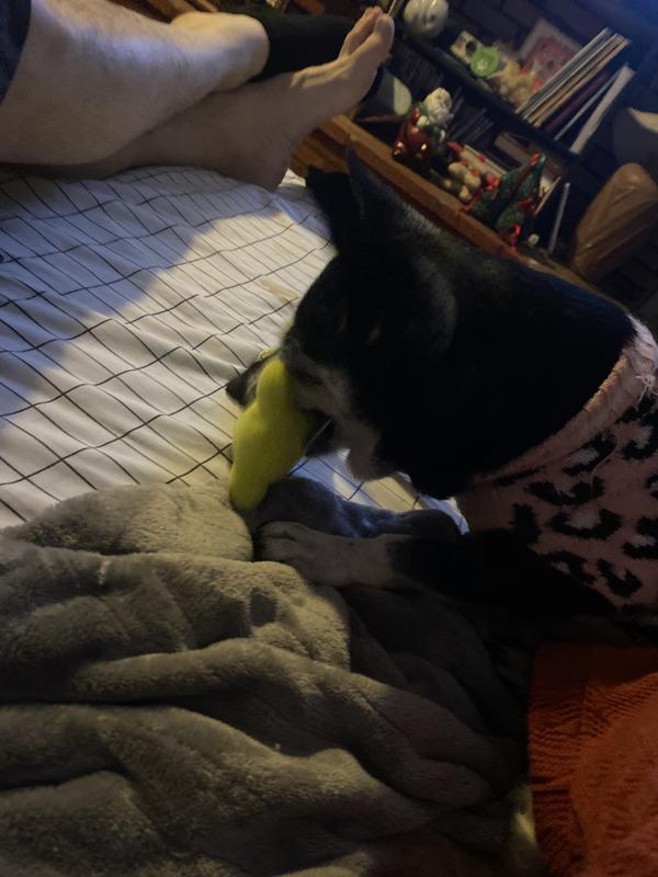 Small, squeaky, and soft