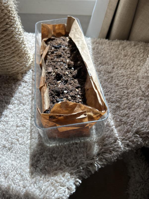 I added some broken plastic forks under brown paper liner to increase aeration, to prevent mold.  Nothing sprouted.
