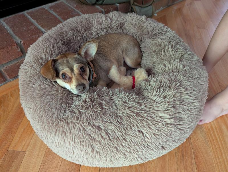 Astrid in her bed
