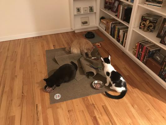 Three of the four at dinner time