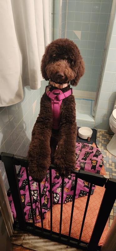 Give me my probiotics chews.