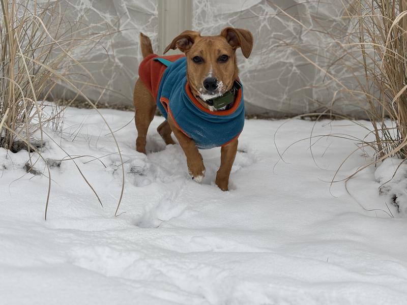 Harry- 24 lbs mix breed