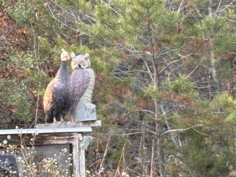 Captain, Guinea cock with plastic owl