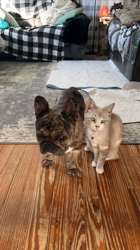 Stitch and his friend Monkey