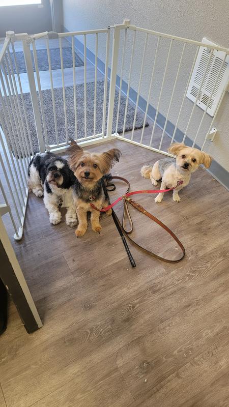 Happy Littles after they were at the groomers.