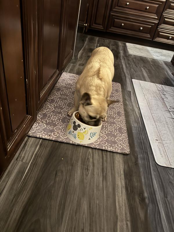 Some camel milk added to their morning breakfast.