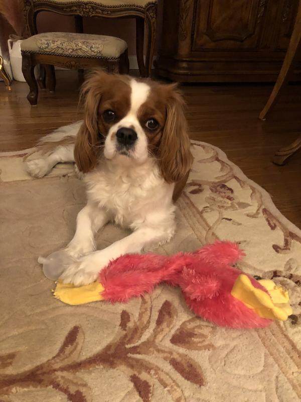 Lily Rose with a toy she received on her third birthday on July 3rd.