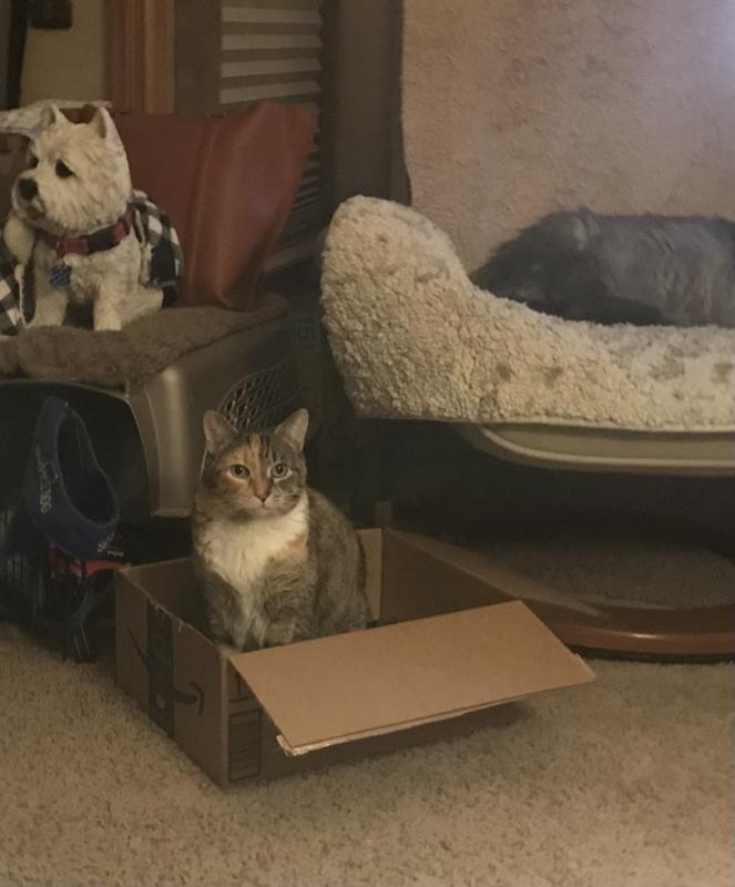 Ginger cat loves cardboard boxes!
