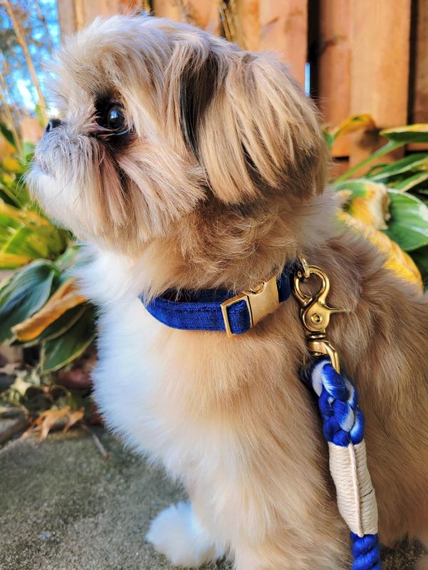 14-inch neck, 10-pound shih mix. Size small fits perfect.