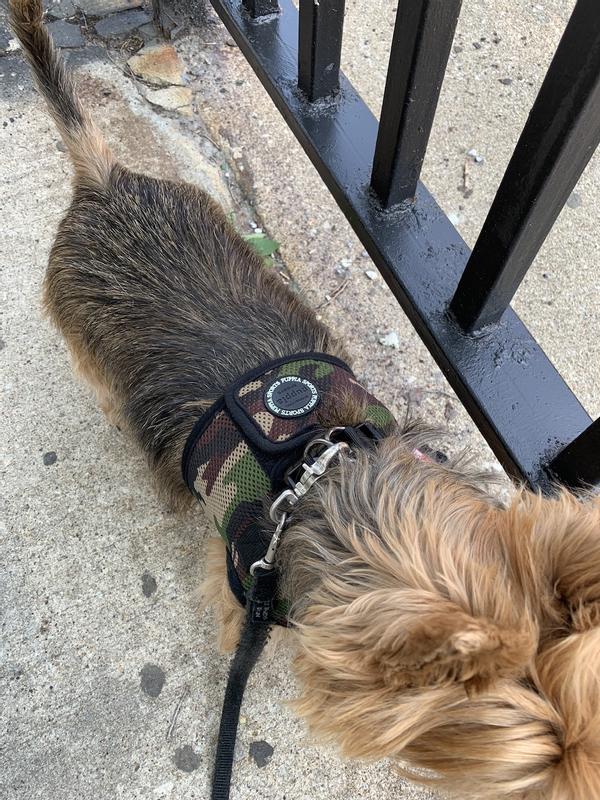 Chewy puppia outlet harness