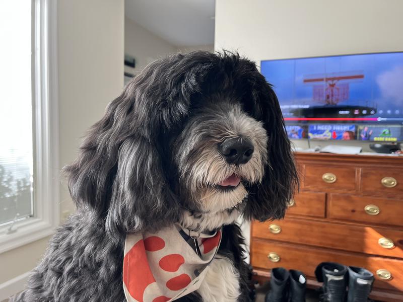 Chewy, I need my meds!