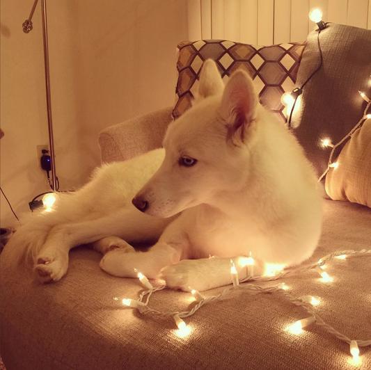 Princess Snow
