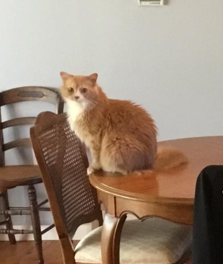 Yep, hes even allowed on the table. Spoiled gotten cat!!