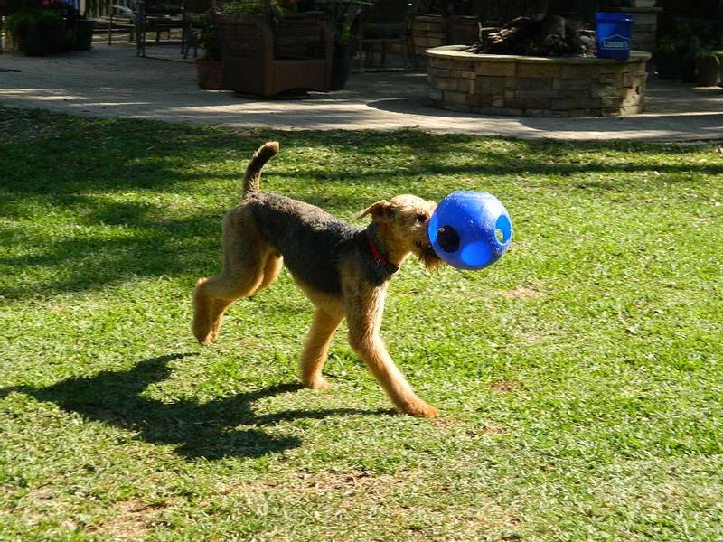 Roscoe running with his Blue Jolly Ball!