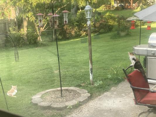 Cats love watching birds