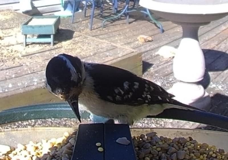 Downey woodpecker loves the nuts