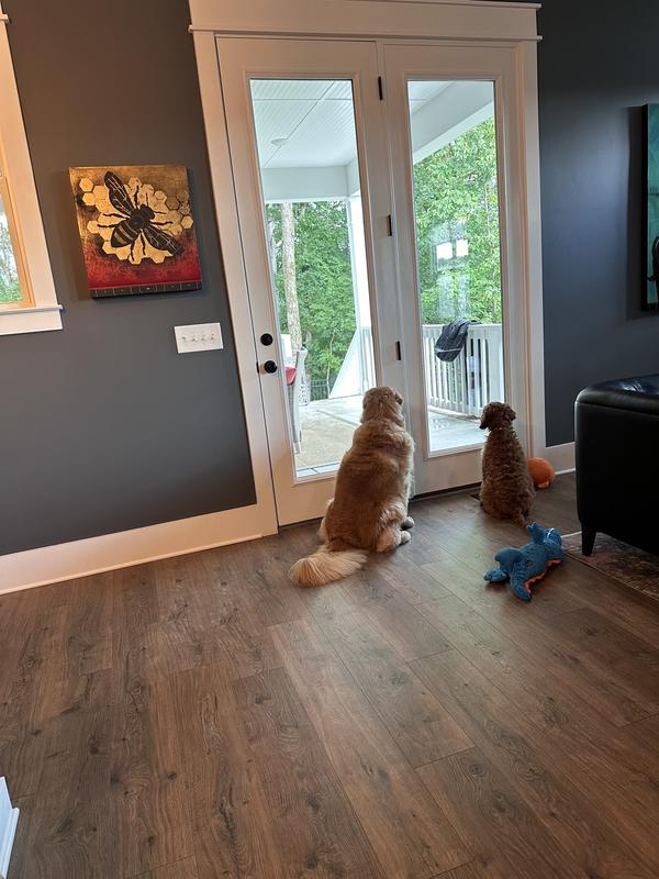 Waiting for our Chewy order! 🎉