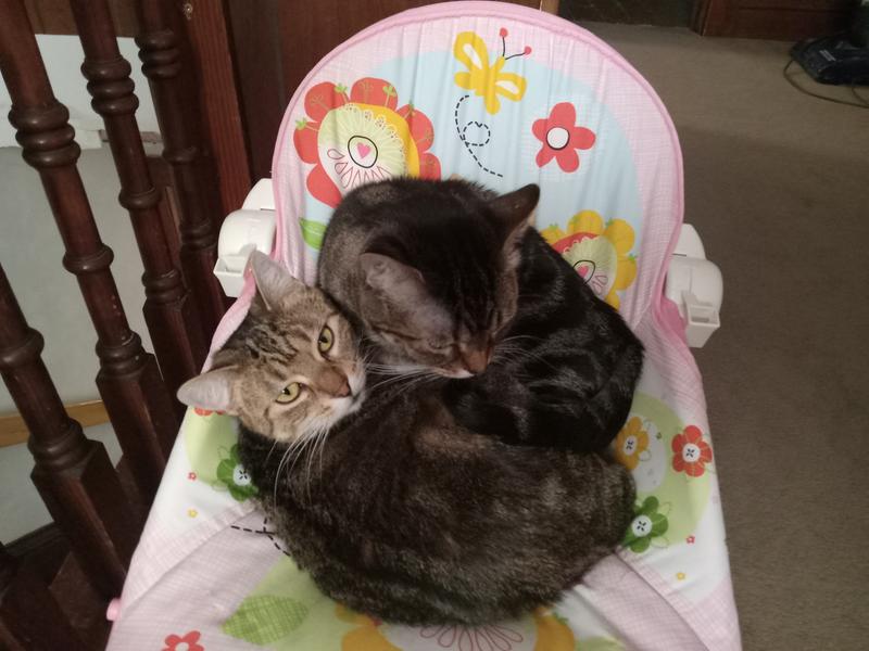 This is Mittens n Trouble