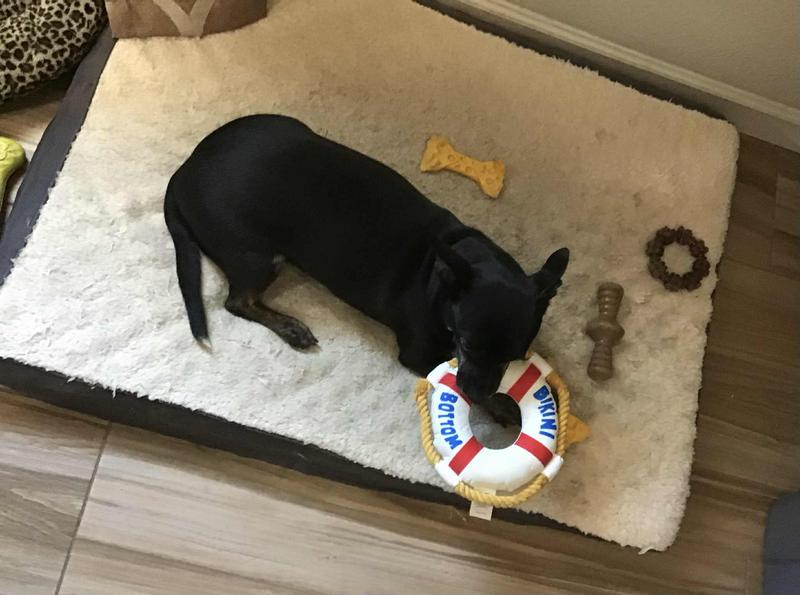 2 seconds before it was destroyed, literally lasted 4 mins from the time we handed it to him.