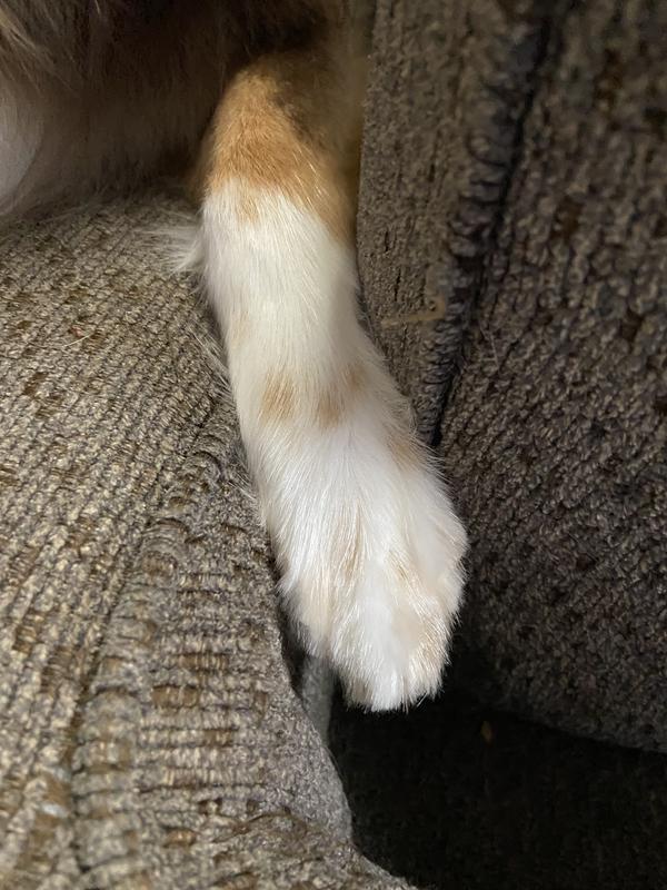 First attempt with the paw trimmer. I am a novice, and Autumn was nervous, but I don’t think we did too bad.