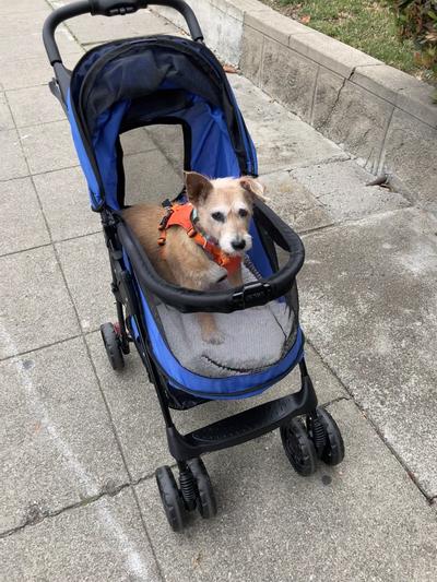 egads, dog in a stroller!
