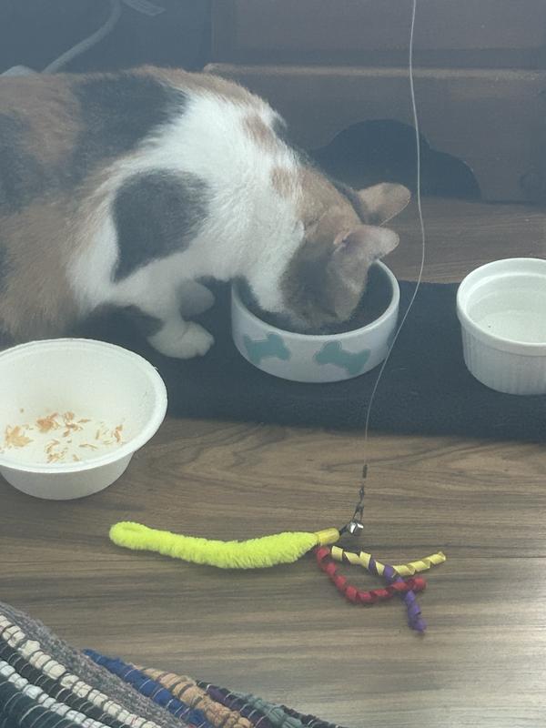 Frizzle licking the bowl clean!
