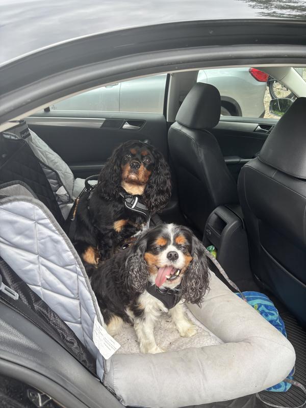 Two cavalier King Charles spaniels in the backseat in their Petsafe dog beds