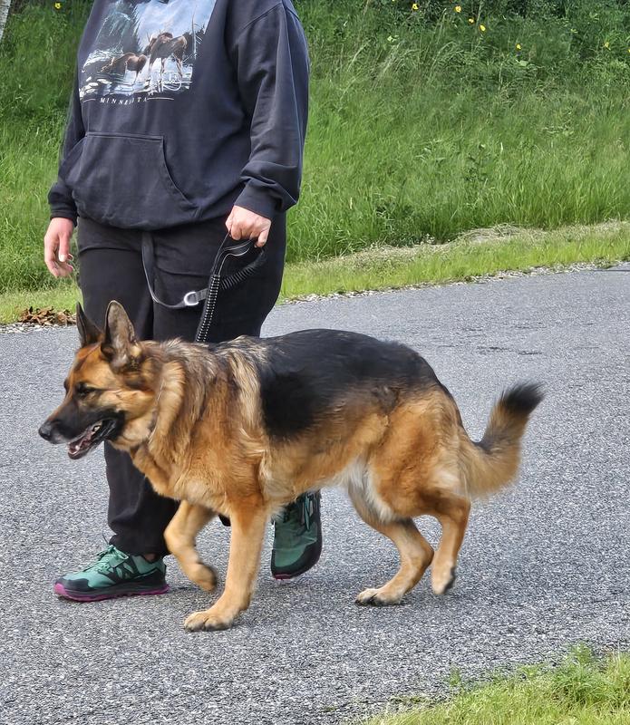 Handles are nice for situations where you might need that instant control, without shortening the leash