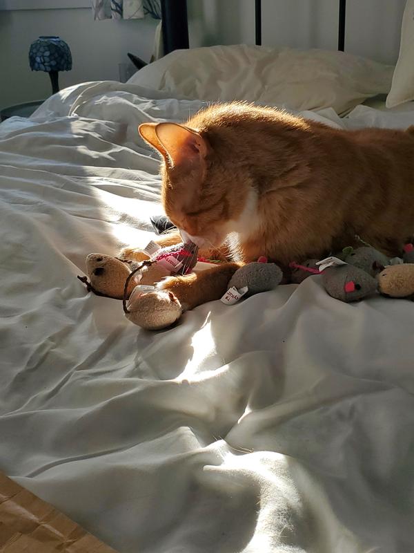 My sweet mice