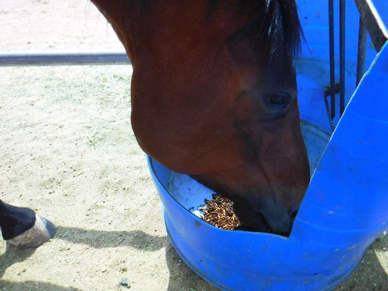 Who ever heard of a horse that doesn't like grain? Well, I've got one. This one actually "cleans her plate" now with ProElite Performance feed.