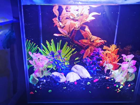 Glofish gravel best sale