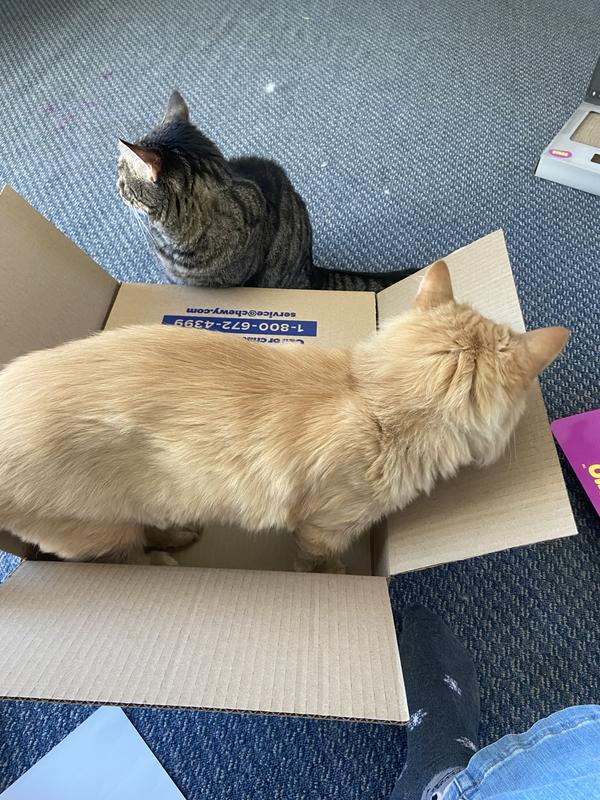 They liked the box more than the toy
