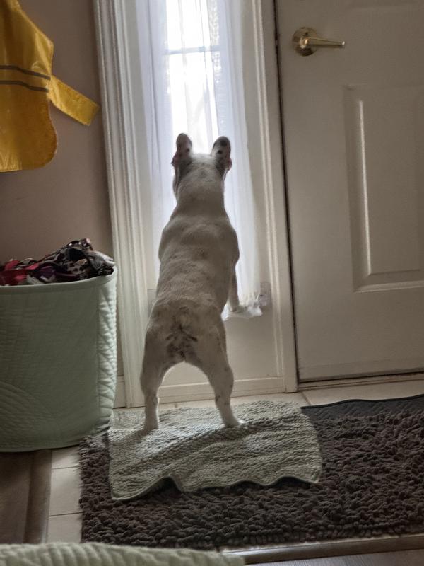 Strong back legs