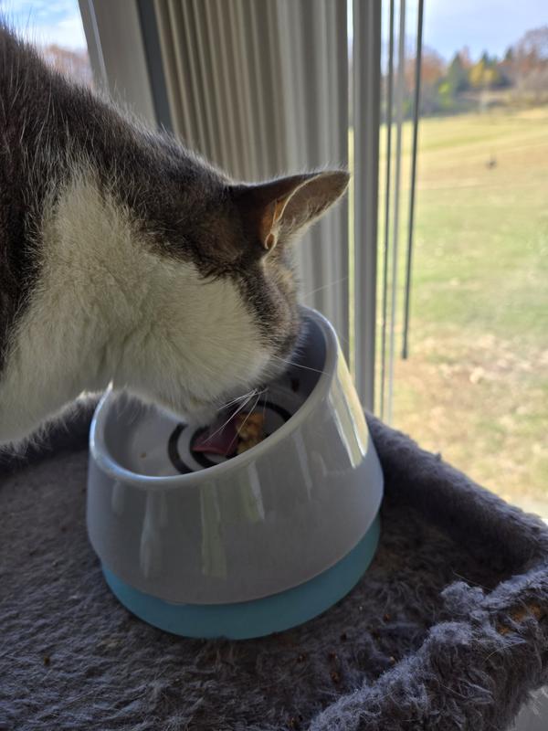 Liked by some cats, just not mine.