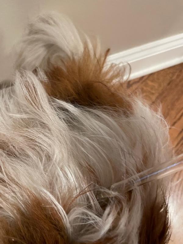 Chew + Heal Natural Hot Spot Relief Topical Liquid applied at base of tail