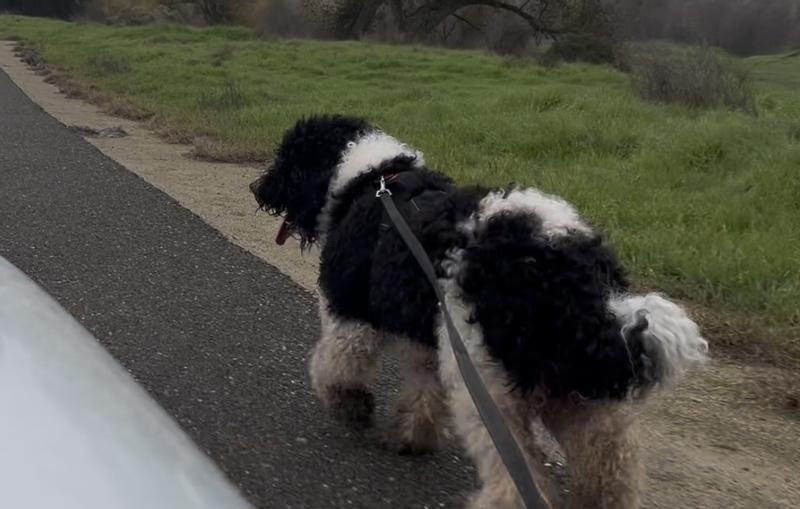 Mitzy and I out for a run I ride she runs, trots and walks 20 miles.