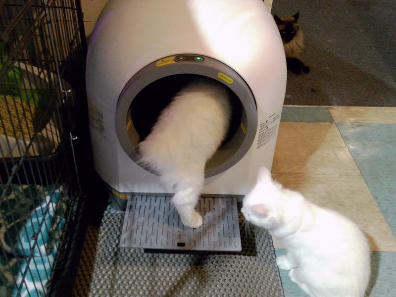 Miss Kitty is entering the litter box and Dillon is watching.