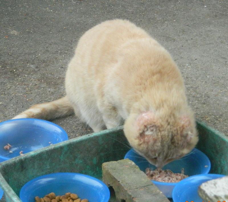 Trumpy the feral