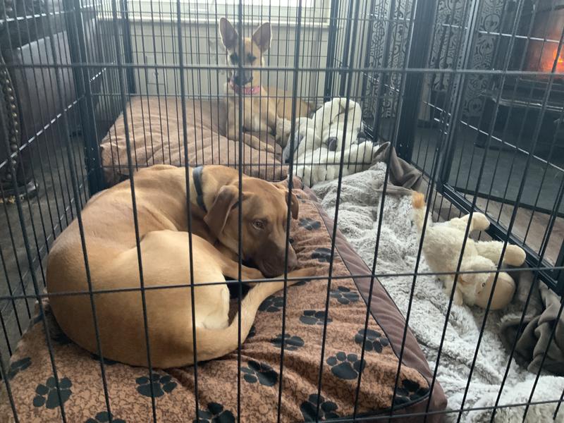 Foster pups taking a nap.