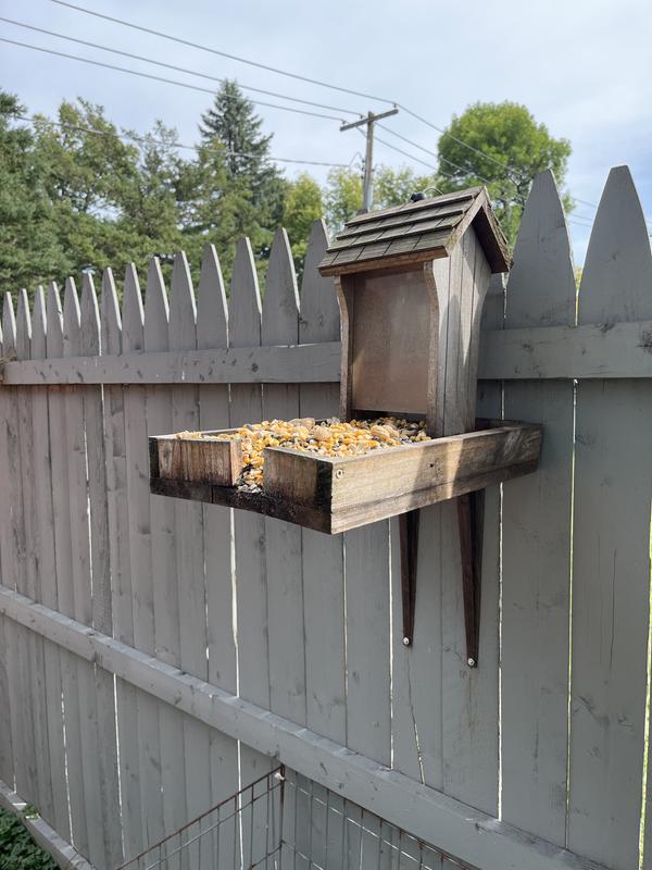 My squirrels dinner table. 🤣