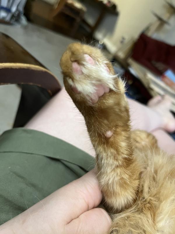 Fluffy, fluffy toe beans for an orange long haired cat
