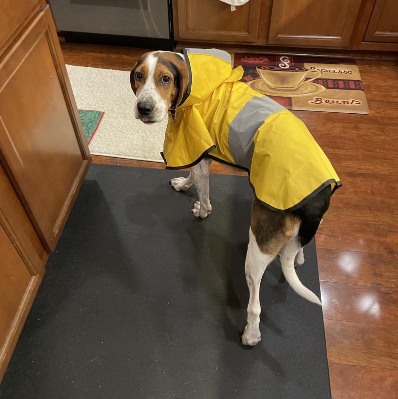 FRISCO Lightweight Rainy Days Dog Raincoat Yellow Medium Chewy