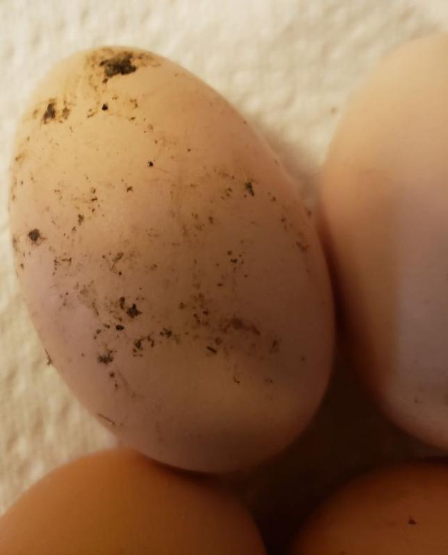 There is a dirty, dirty, egg. . .