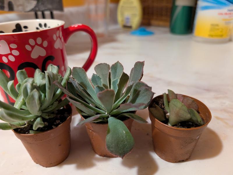 Three plants next to a mug for size.