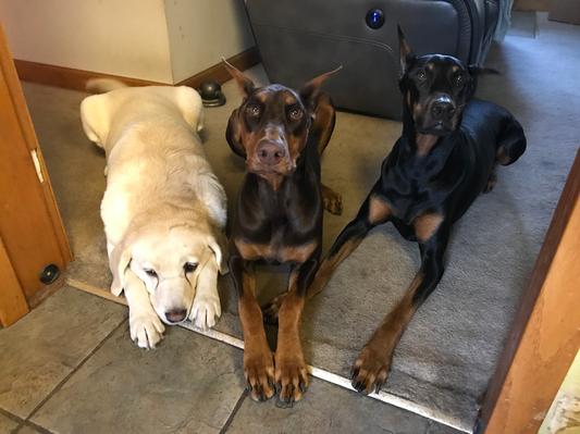 Our Three Ladies; Sasha, Abi & Hannah