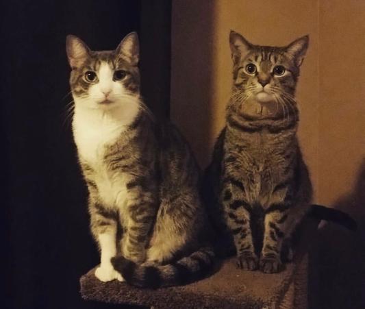 Charlotte (L), Madden (R)