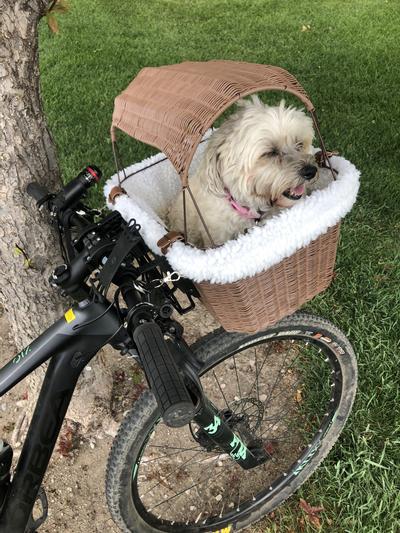 Chewy dog bike sales basket