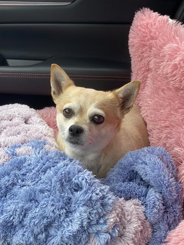 On the way to the vet😞